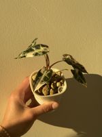 Alocasia bambino pink