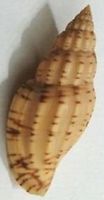 LYRIA PLANICOSTATA BOHOLENSIS, MUSCHEL-SEHR SELTEN