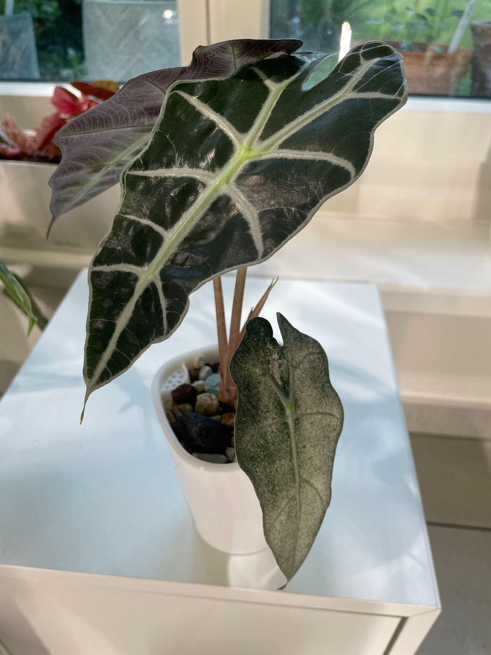 Pflanzen & Samen: Alocasia Polly Mint Pink Variegata – Neu (gemäss Beschreibung) aus Watt von anics.plants 3