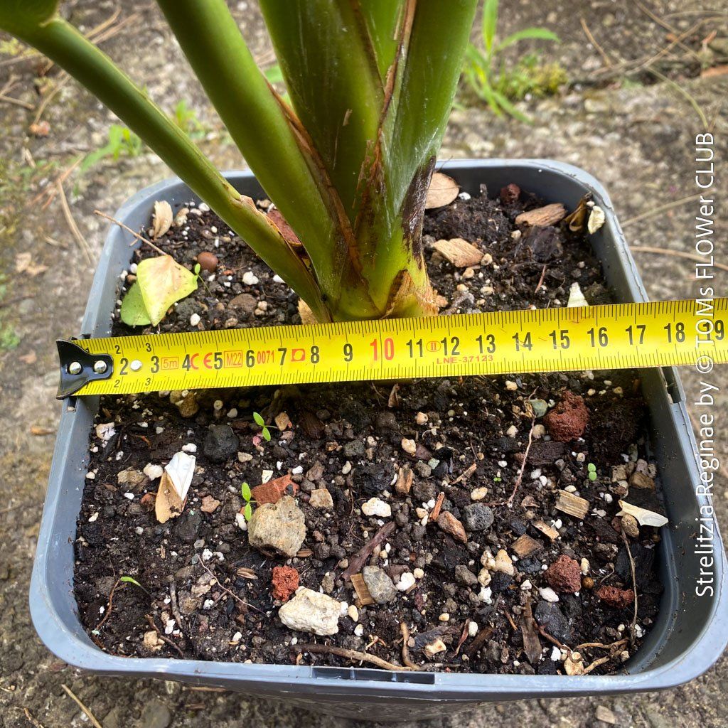 Plantes & graines: Strelitzia Reginae - 100cm - für Deinen Garten oder Balkon – Neuf avec emballage d'origine à Adliswil par asTOMas963 7