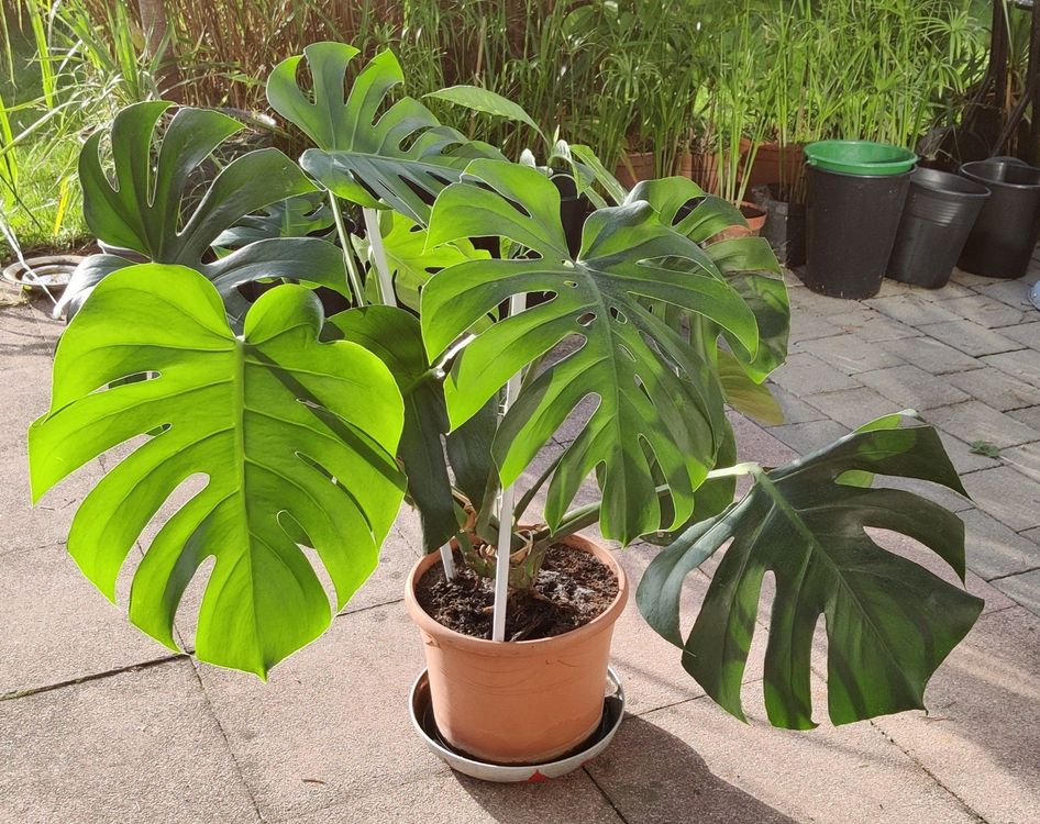 Monstera Deliciosa kräftige Pflanze gratis Lieferung Zürich Kaufen