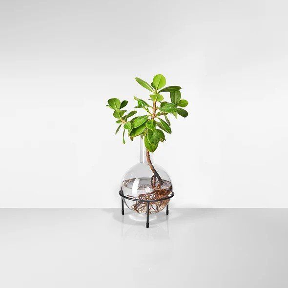 Vasi per fiori: 2er Set Plant Home-Kugeln von Leaf Labs – Nuovo (secondo la descrizione) da Rüschlikon venduto da mssereina 2