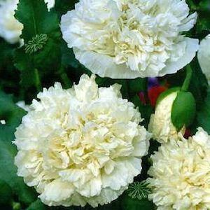 Piante & sementi: 500 Samen Mohn YELLOW PEONY – Nuovo (secondo la descrizione) da Ehrendingen venduto da VerveinaSamen
