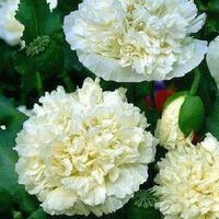 500 Samen Mohn YELLOW PEONY