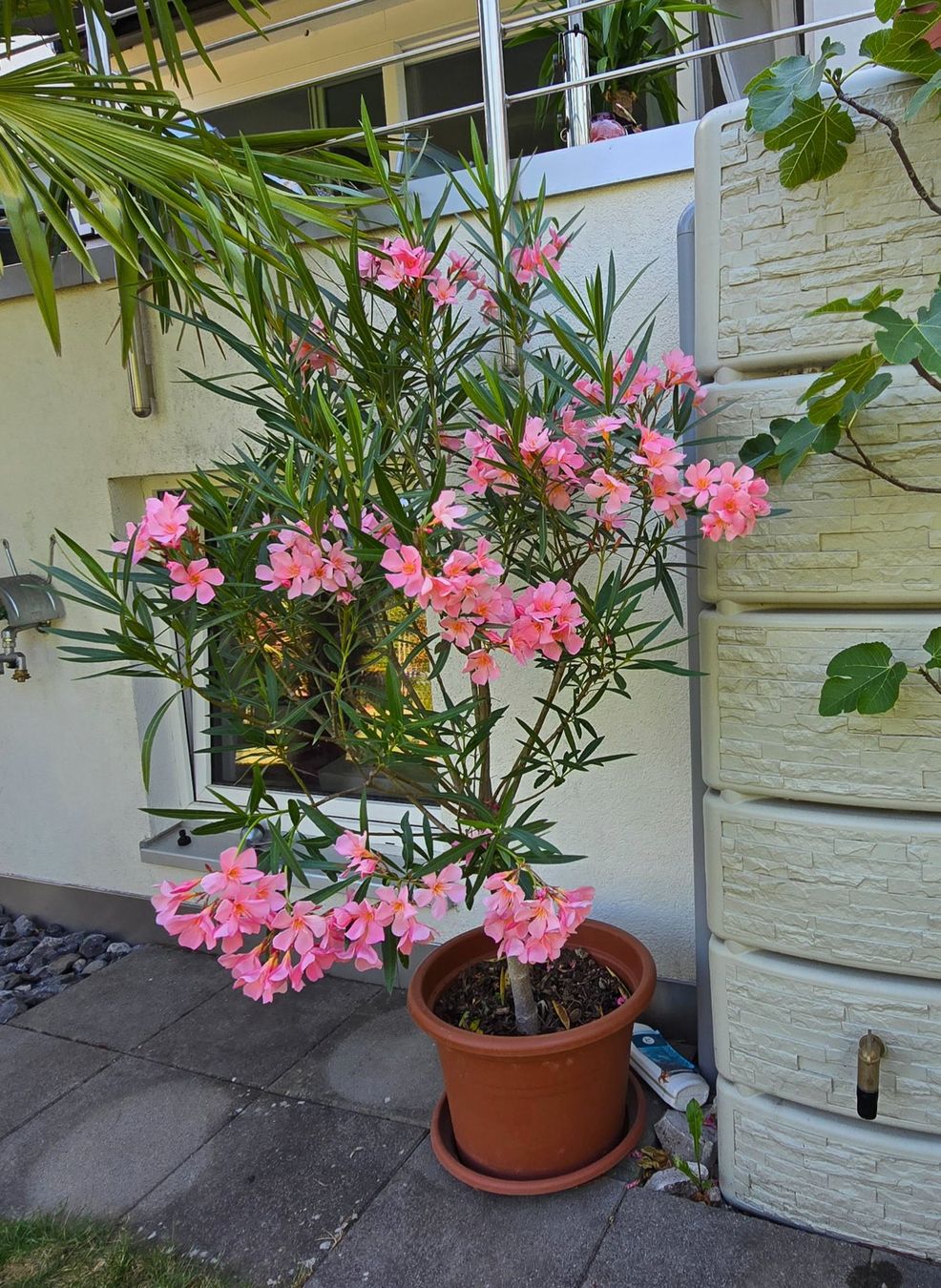 Pflanzen & Samen: Schöner Oleander Hochstamm hellrosa – Gebraucht aus Aarburg von popkorn65