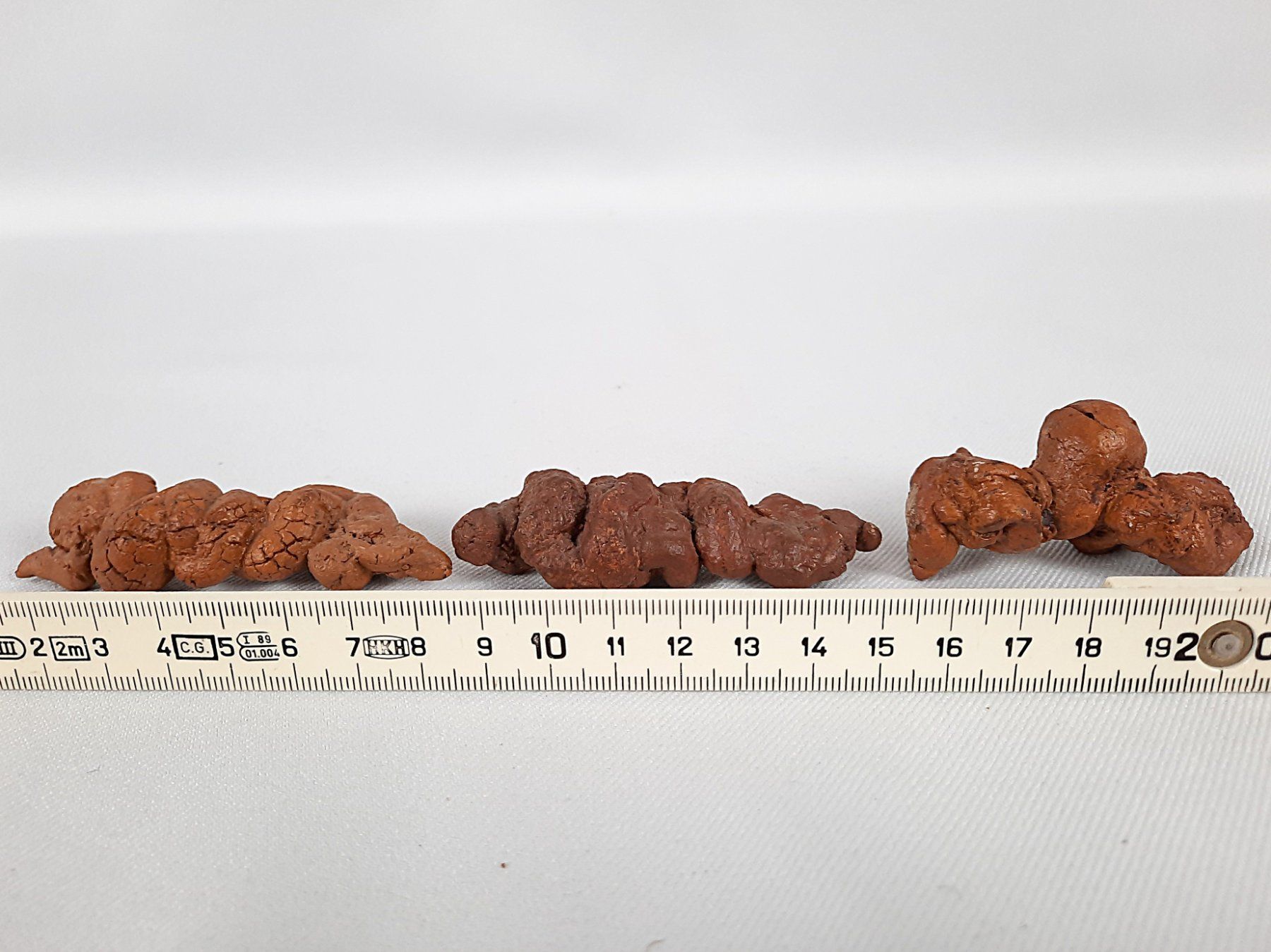 Fossili: Koprolithen – Usato da Beinwil am See venduto da Restwert_Beinwil 7