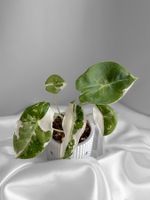 Alocasia Longiloba Albo Pink Back Variegata