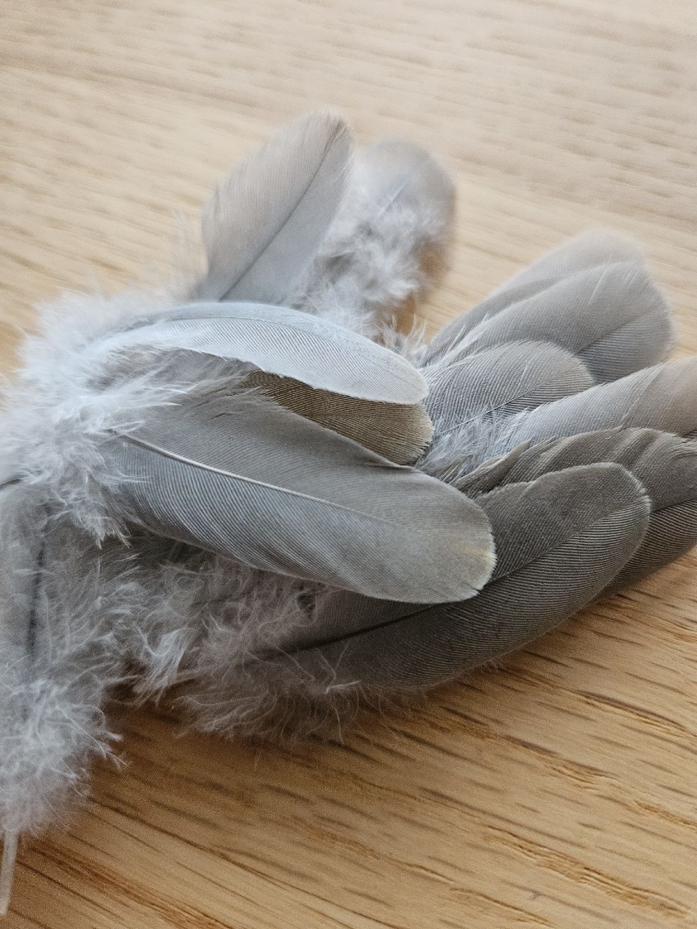Welt der Tiere: Mauserfedern Taube – Neu (gemäss Beschreibung) aus Wallenwil von luc_mei 2