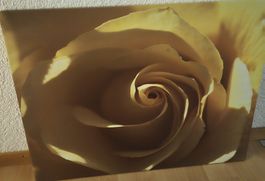 Bild Rose gelb grossformatig Wandbild Deko