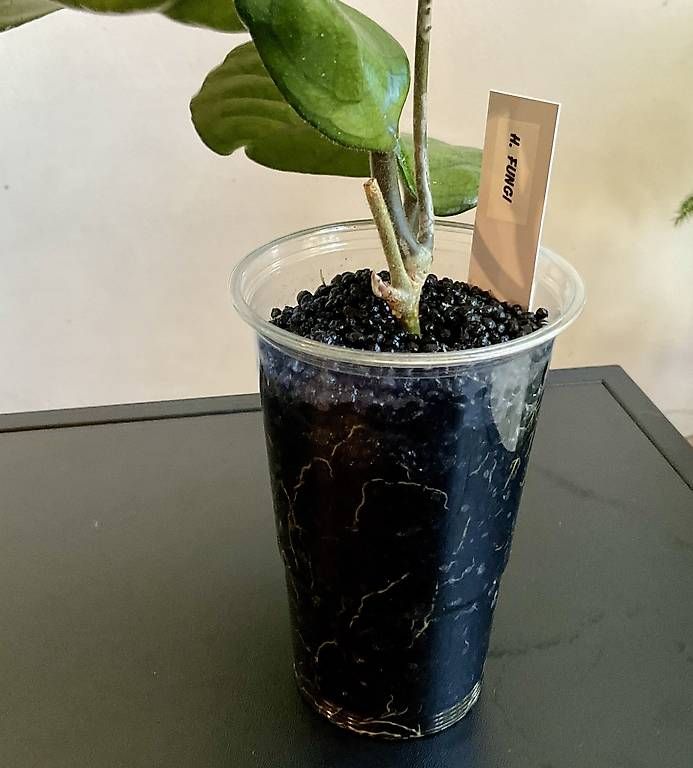 Piante & sementi: Hoya fungi – Nuovo e nell'imballaggio originale da Schönholzerswilen venduto da Leavylounge 1