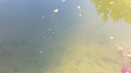 Moderlieschen aus Teich