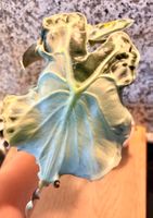 Alocasia Venom RHIZOM