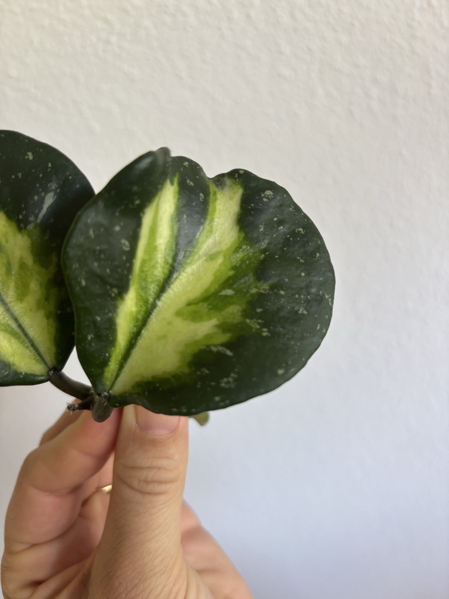Piante & sementi: Hoya Obovata Variegata Splash – Usato da olten venduto da momo2417 2