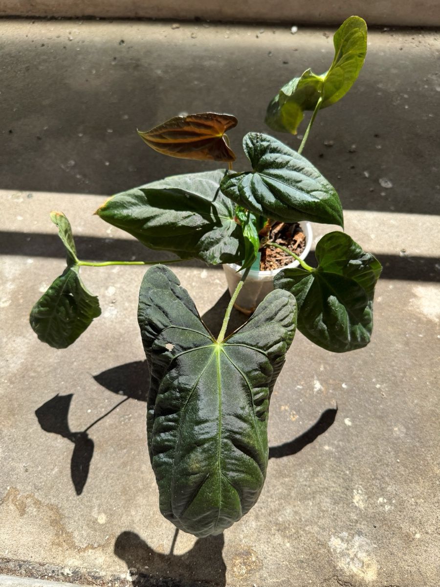 Piante & sementi: Anthurium Papi Hybrid? – Nuovo (secondo la descrizione) da Bern venduto da Lucas_Ma 2