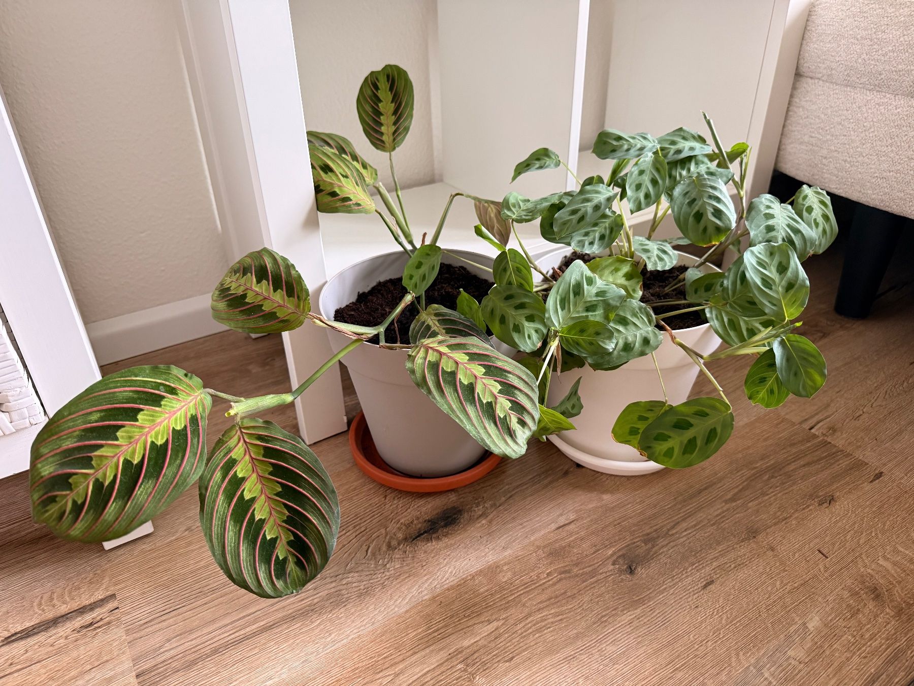 Piante & sementi: 2er Set Maranta Leuconeura – Usato da Allschwil venduto da Irlandelfe85 1