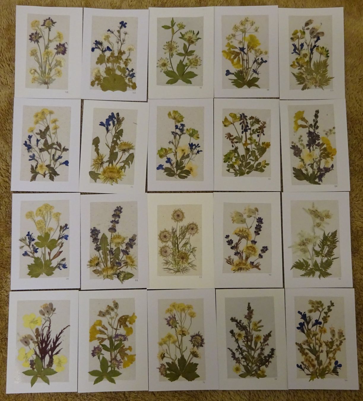 Bücher: Herbarium Botanik Alpenflora / 20 Grusskarten – Gebraucht aus Esslingen von eintagammeer