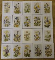 Herbarium Botanik Alpenflora / 20 Grusskarten