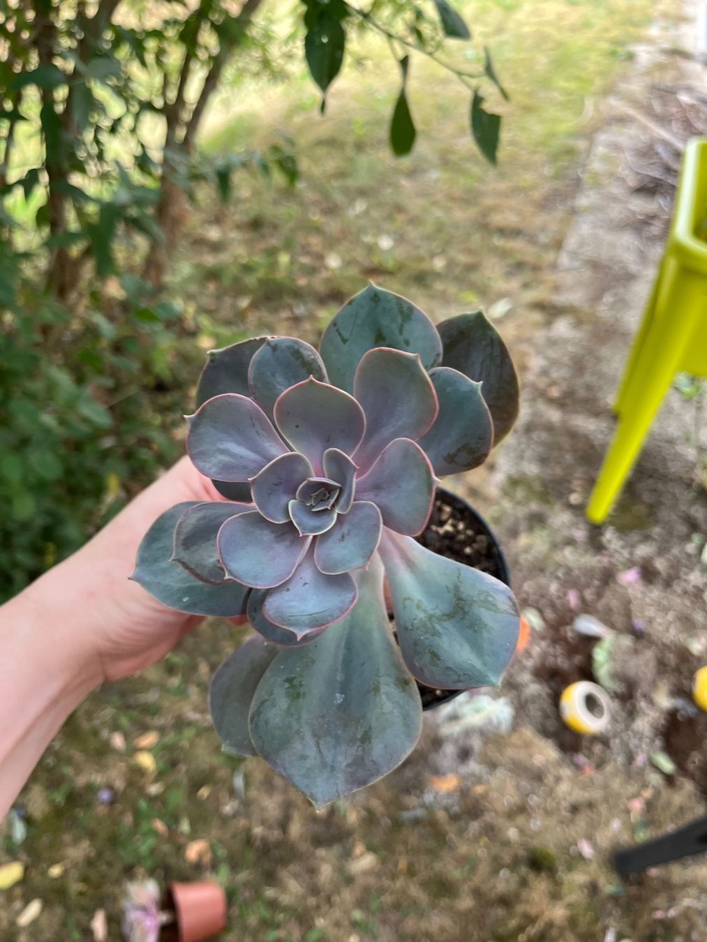 Pflanzen & Samen: Echeveria plante succulente cactus – Gebraucht aus Porrentruy von Madamebovary 3
