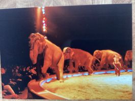Circus Knie Foto 1991