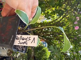 Hosta valley’s sushi
