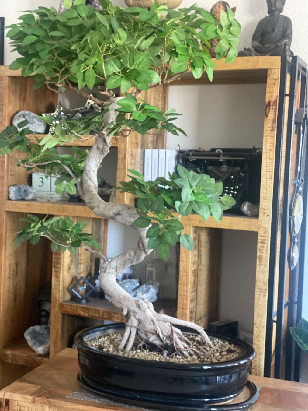 Piante & sementi: Imposanter Ficus - einzigartiger Blickfang – Usato da Aarau Rohr venduto da Sergiomendez 1