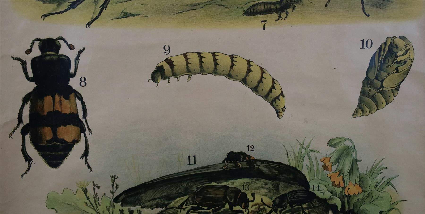 Posters & Illustrations: Schulwandbild "Käfer, Hirschkäfer" – D'occasion à Birrwil par brandschatz_birrwil 4