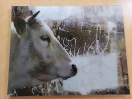 Kuh-Bild, Druck auf Acryl, von Cobra Art Company, 90x70cm