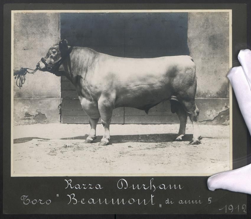 Fotografie &  Plakate: Fotografie Razza Durham Bulle Beaumont m – Gebraucht aus Berlin von bartko-reher