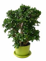Plante Crassula Ovata 