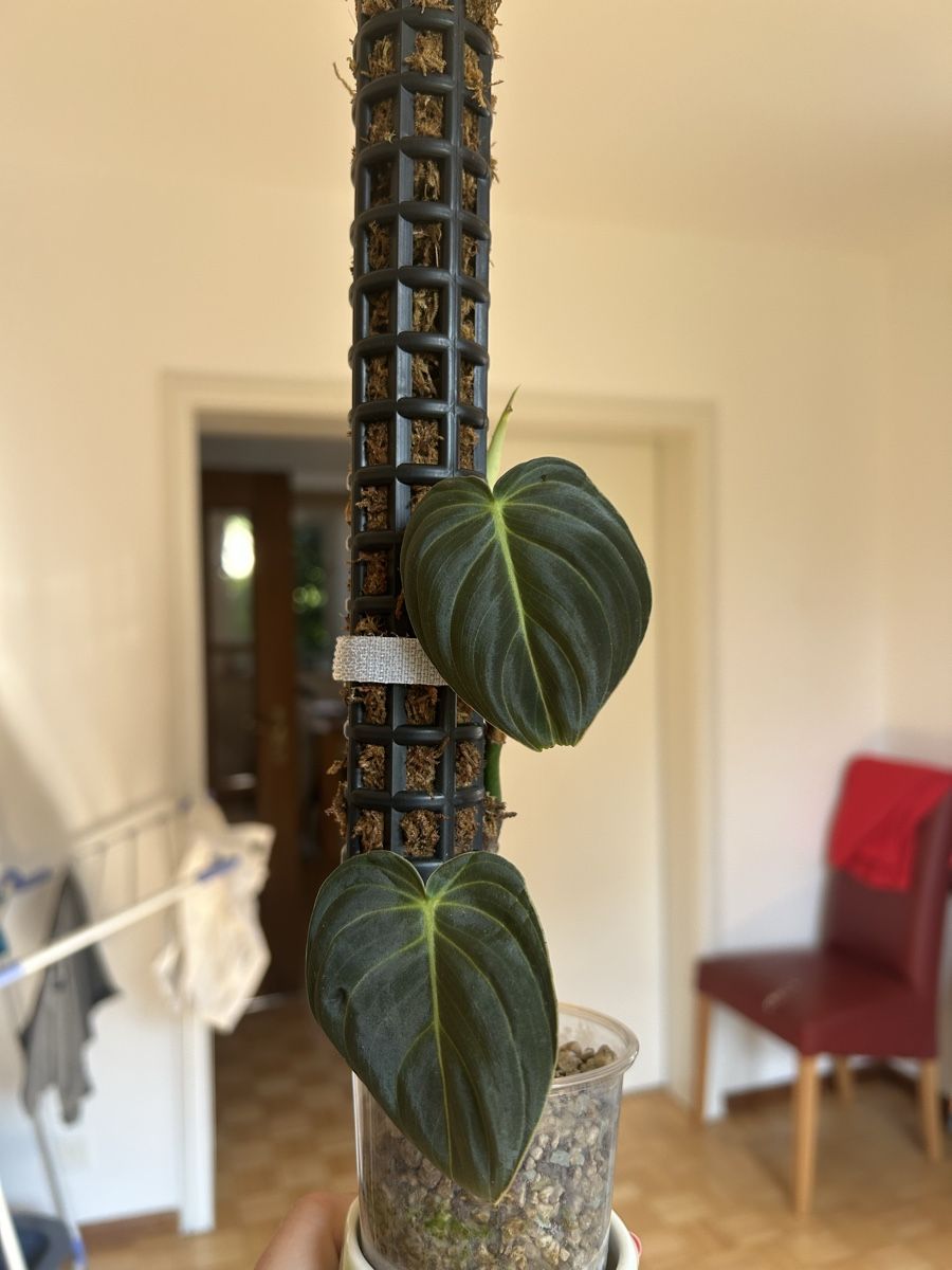 Plantes & graines: Philodendron Melanochrysum  – D'occasion à Vaduz par joana.macedo 1