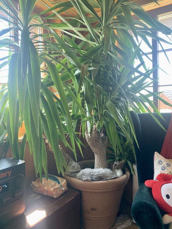 Grosse Yucca Palme abzugeben 🌴 Kaufen auf Ricardo