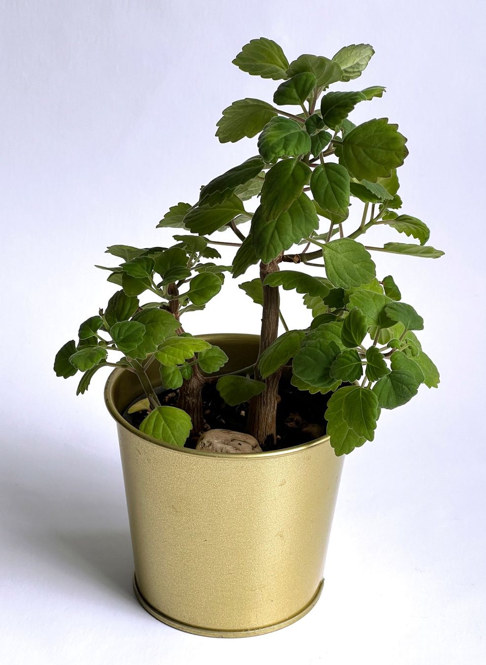 Pflanzen & Samen: PLECTRANTHUS***** – Neu (gemäss Beschreibung) aus Dübendorf von Orchid18
