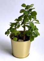 PLECTRANTHUS*****