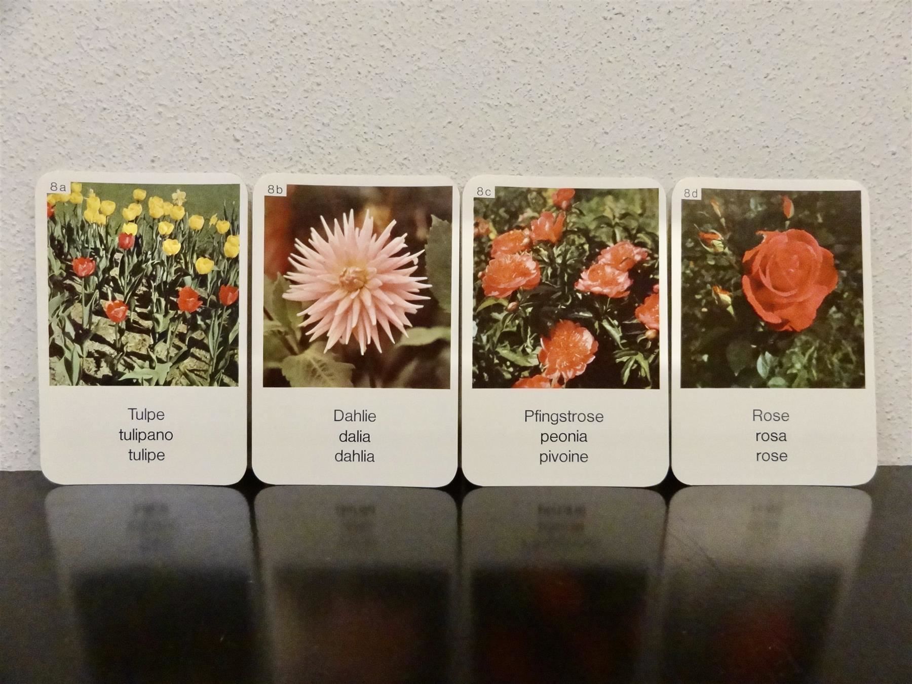 Spiele: altes Quartett BLUMEN-QUARTETT BLUMEN – Gebraucht aus Kerzers von wisaundsowiso 9