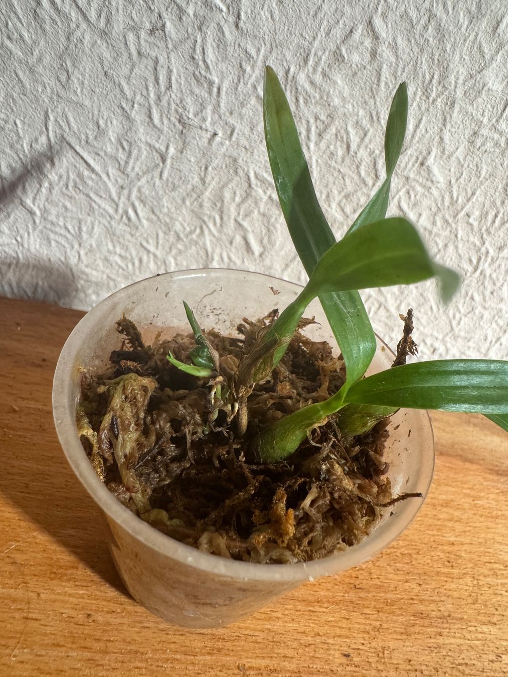 Piante & sementi: Dinema polybulbon – Usato da Männedorf venduto da mrclst 1