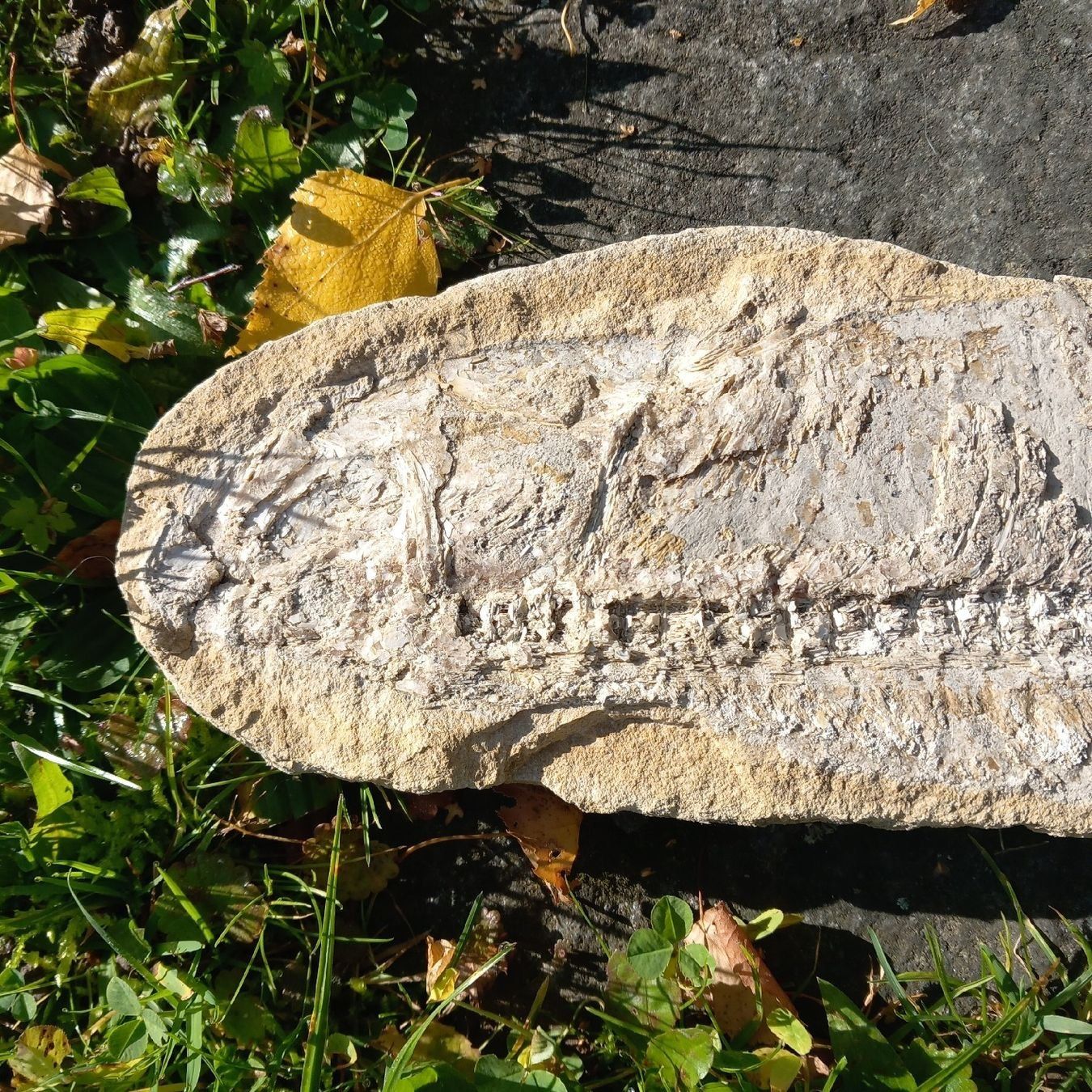 Fossili: fossilien Fisch – Usato da Ganterschwil venduto da zaz_h9b6 1