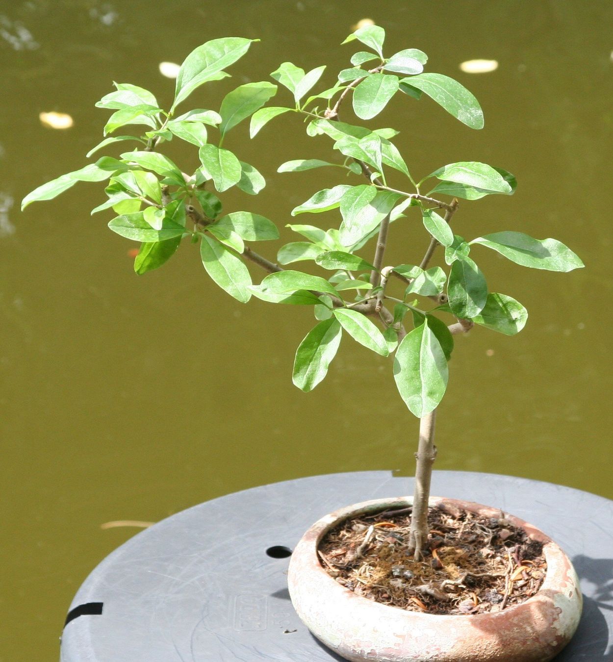 Piante & sementi: BONSAI  -  Wilder Flieder – Usato da Gretzenbach venduto da Sikim 1