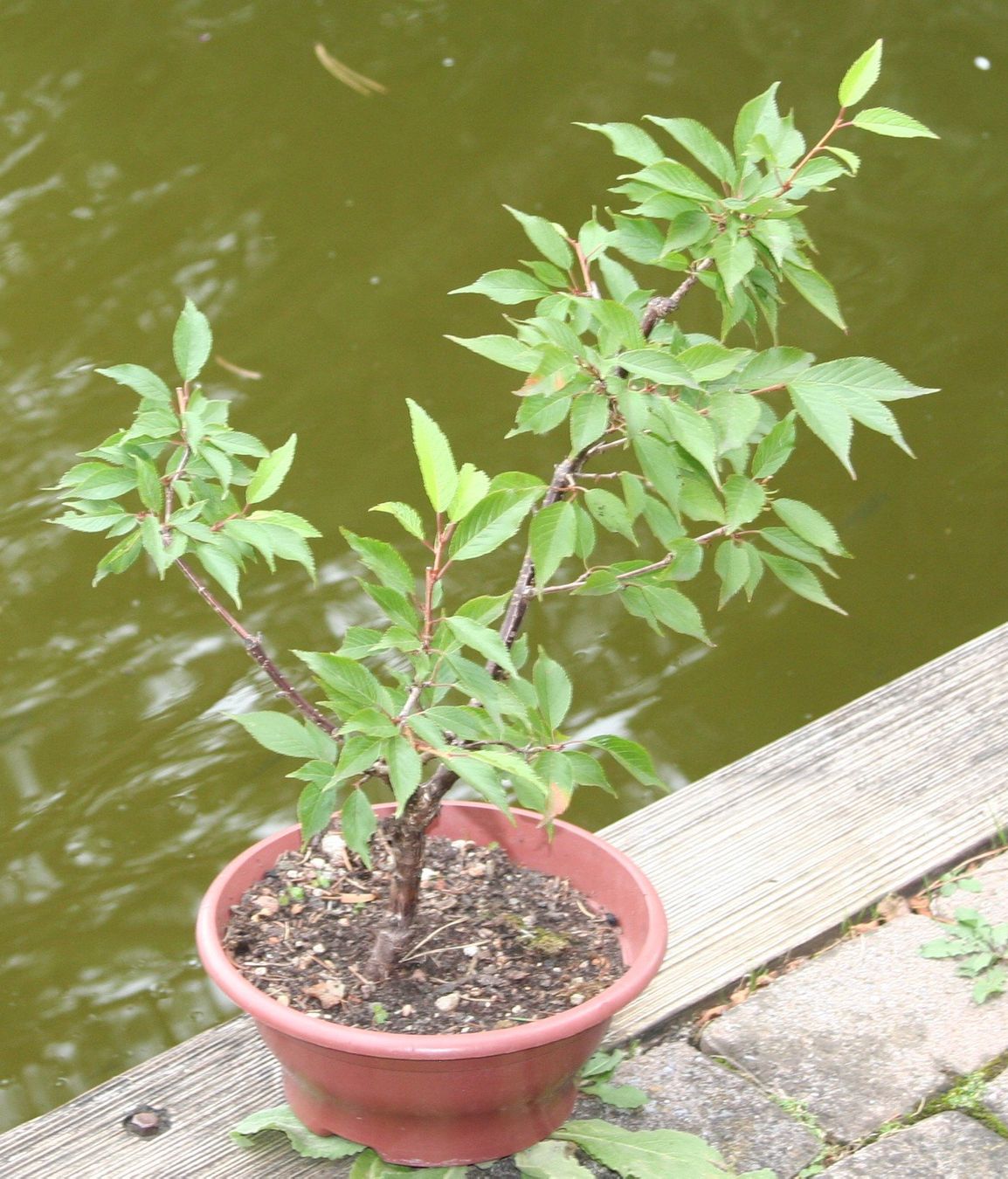 Pflanzen & Samen: BONSAI  -  Prunus – Gebraucht aus Gretzenbach von Sikim
