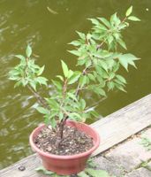 BONSAI  -  Prunus