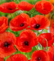 Ab 5.- fr 10 SAMEN Klatsch Mohn 10 Graines Coquelicot