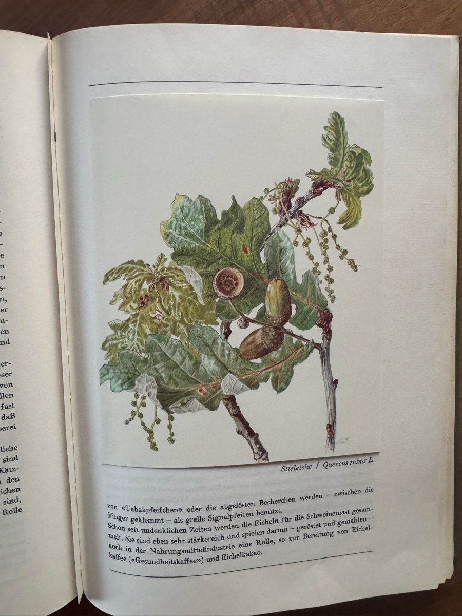 Libri: Hans Meierhofer: Aus unserem Wald - Ein Bilderbuch – Usato da Cham venduto da matap1 7