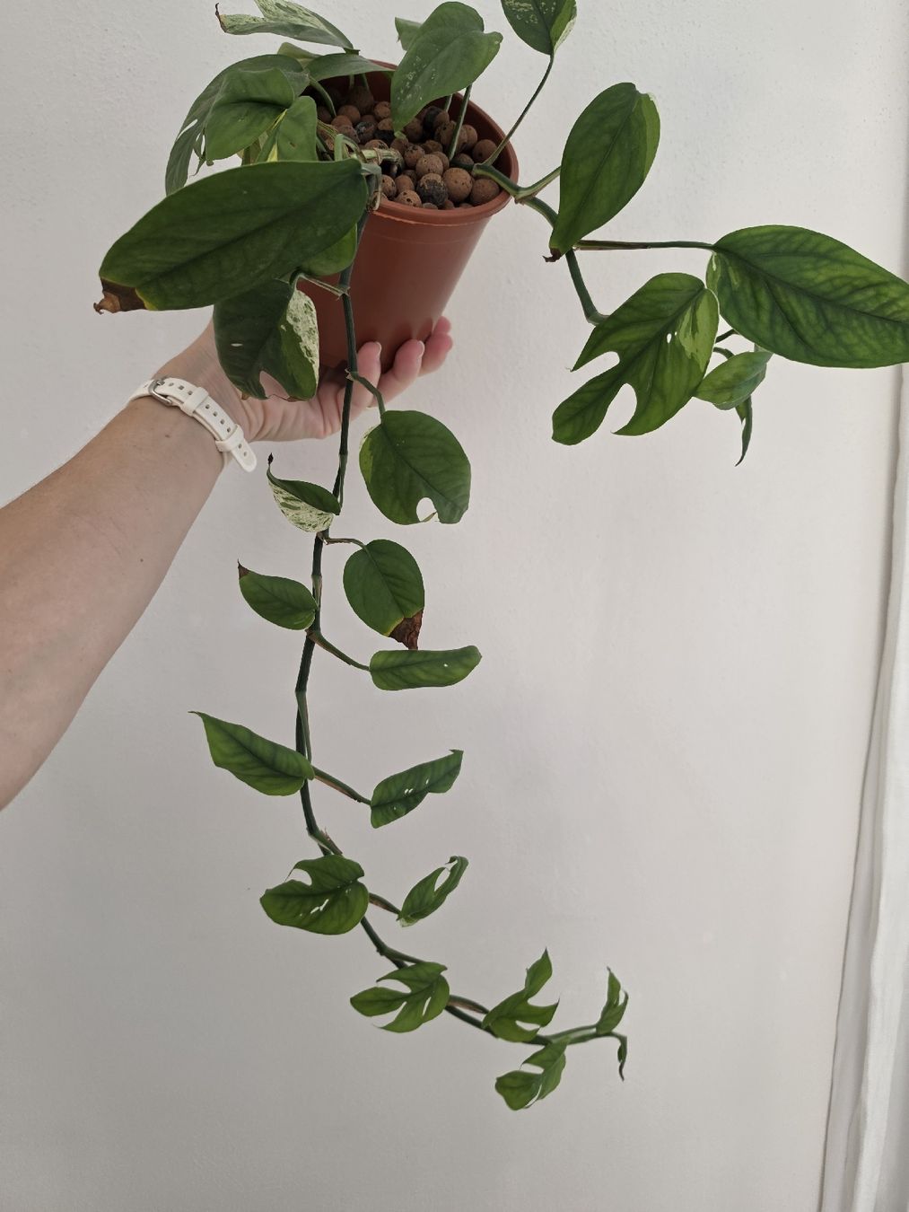 Pflanzen & Samen: Epipremnum pinnatum marble variegata – Gebraucht aus Jegenstorf von matrix2012 2