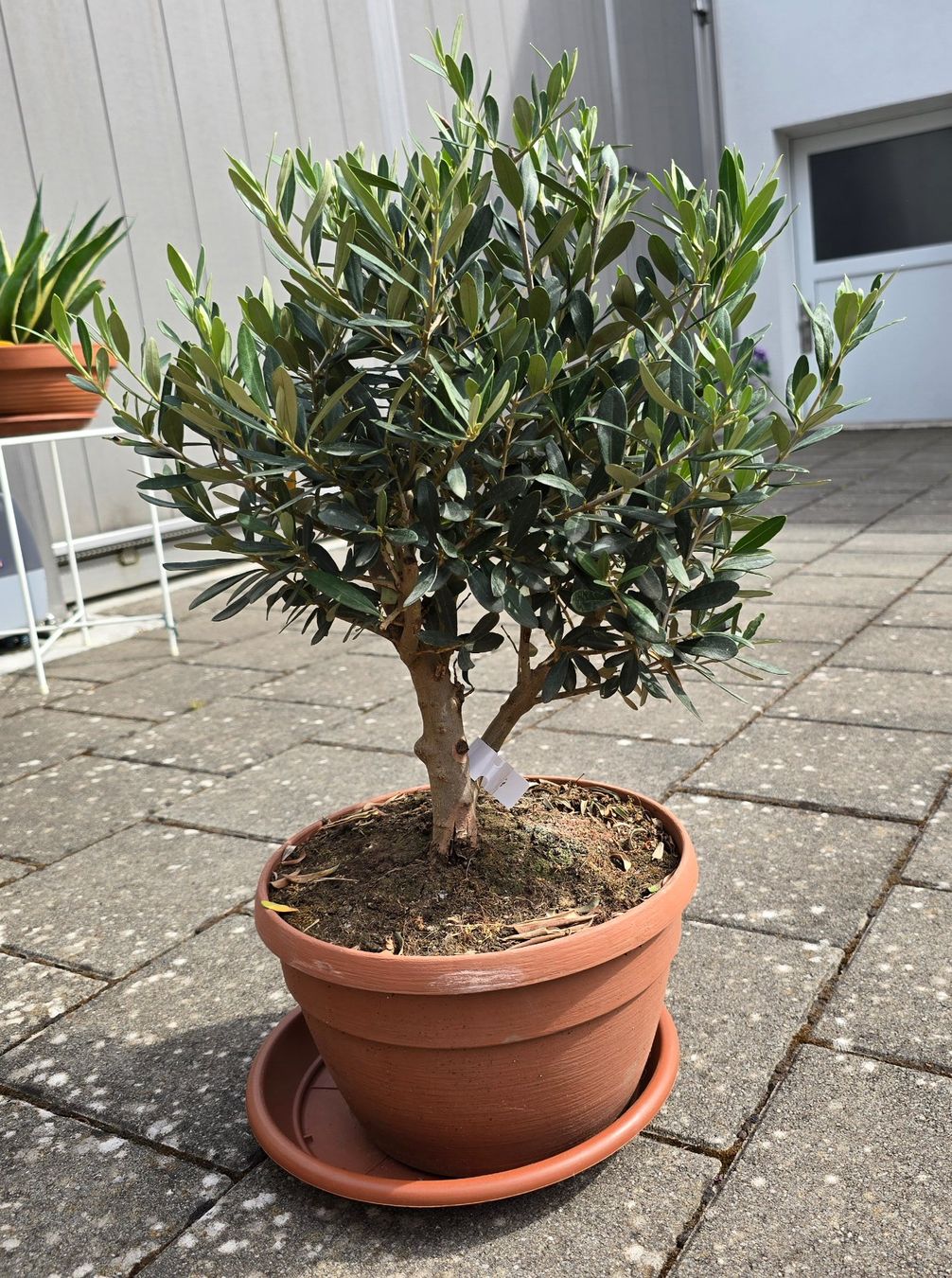 Pflanzen & Samen: Schöner Kleiner Olivenbaum – Gebraucht aus Aarburg von popkorn65 3