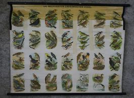 Schulwandbild "Die wichtigsten einheimischen Vögel"