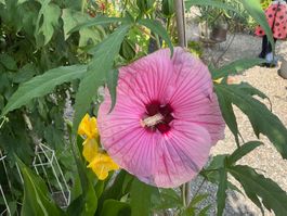 Hibiskus moscheutos winterhart