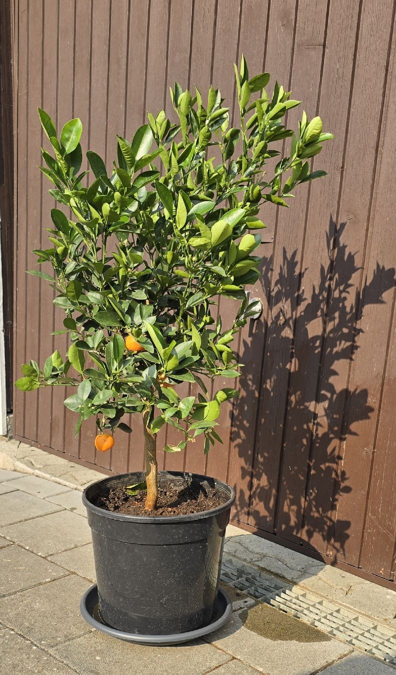 Pflanzen & Samen: Calamondin Pflanze  – Neu (gemäss Beschreibung) aus Aarburg von popkorn65 2