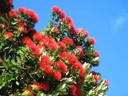 Metrosideros excelsa - Neuseeländischen Weihnachtsbaum