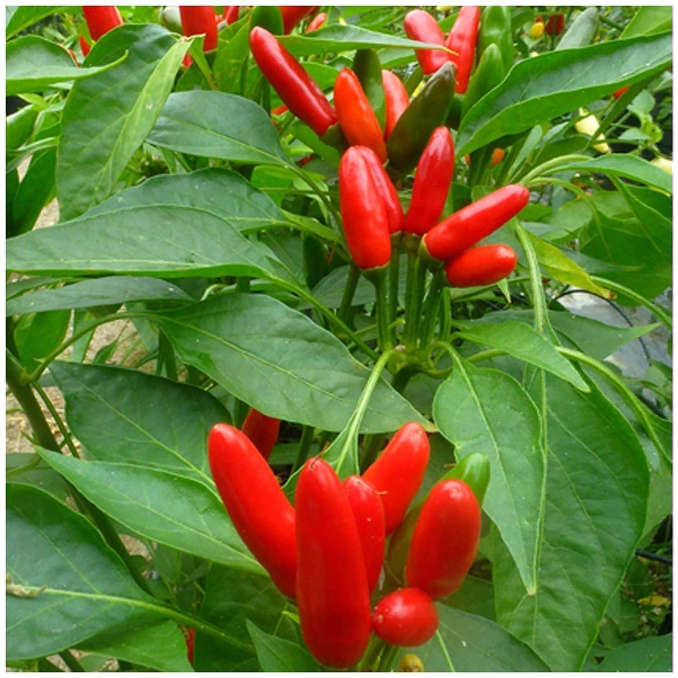 Pflanzen & Samen: 50 Samen ETNA Chili – Neu (gemäss Beschreibung) aus Ehrendingen von VerveinaSamen 2