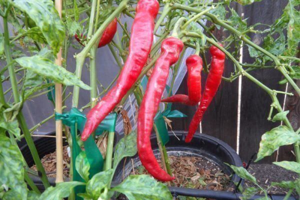 Pflanzen & Samen: 50 Samen Ziegenhorn Chili – Neu (gemäss Beschreibung) aus Ehrendingen von VerveinaSamen 1