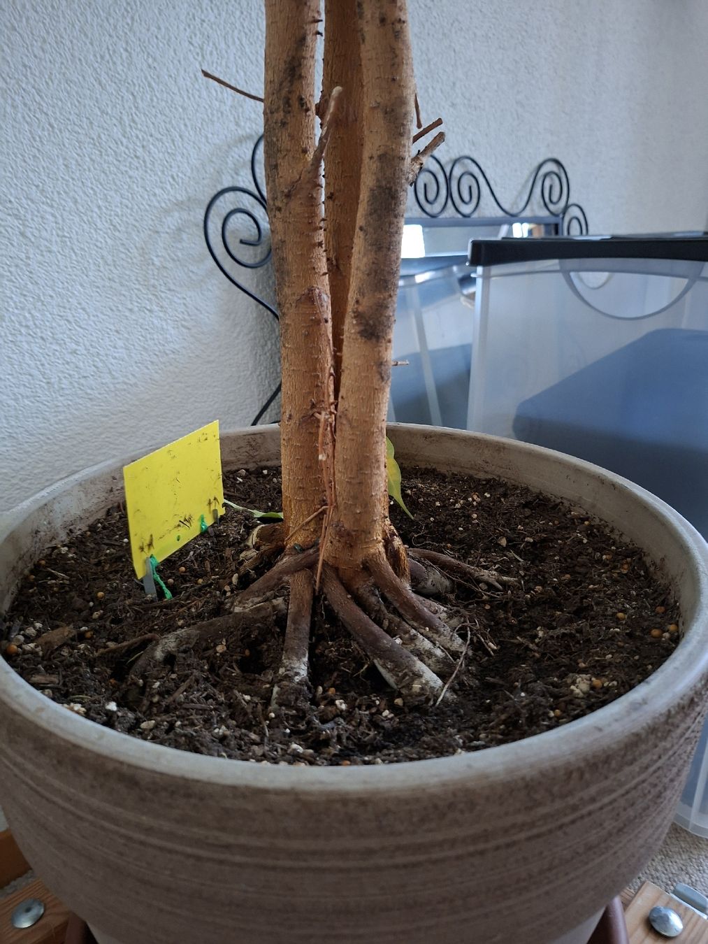 Pflanzen & Samen: Benjamin Ficus  – Gebraucht aus Biberist von Hope40 2